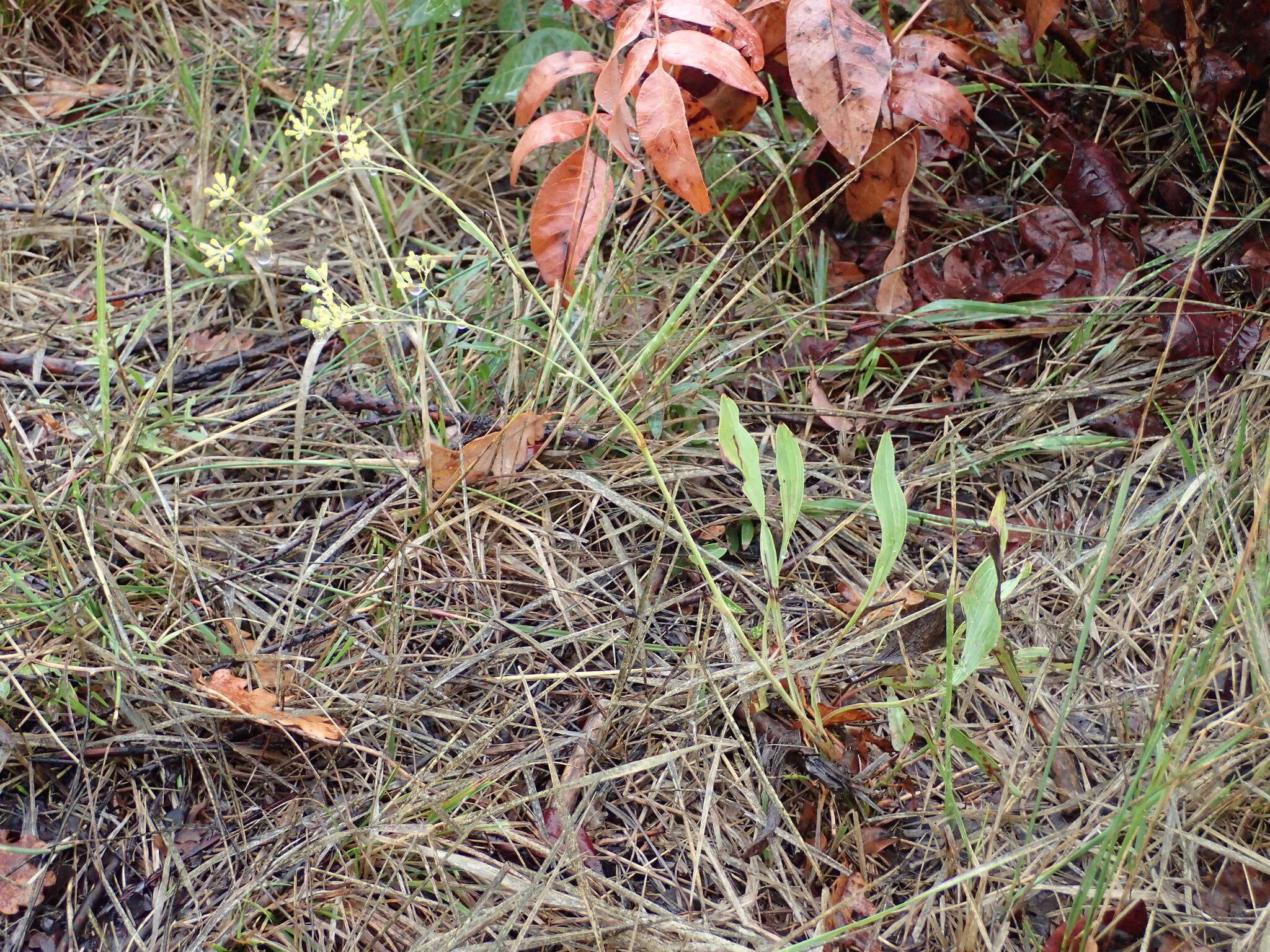 Image of Bupleurum rigidum L.