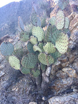 Image of Dollar-joint Prickly-pear