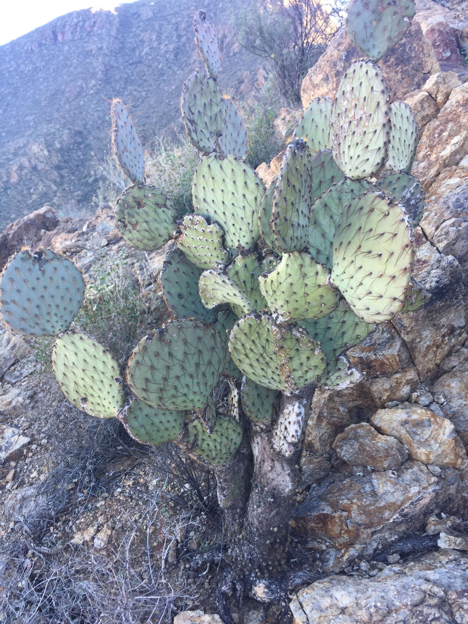 Image of Dollar-joint Prickly-pear