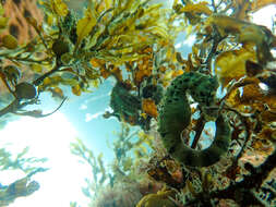 Image of Big-belly Seahorse