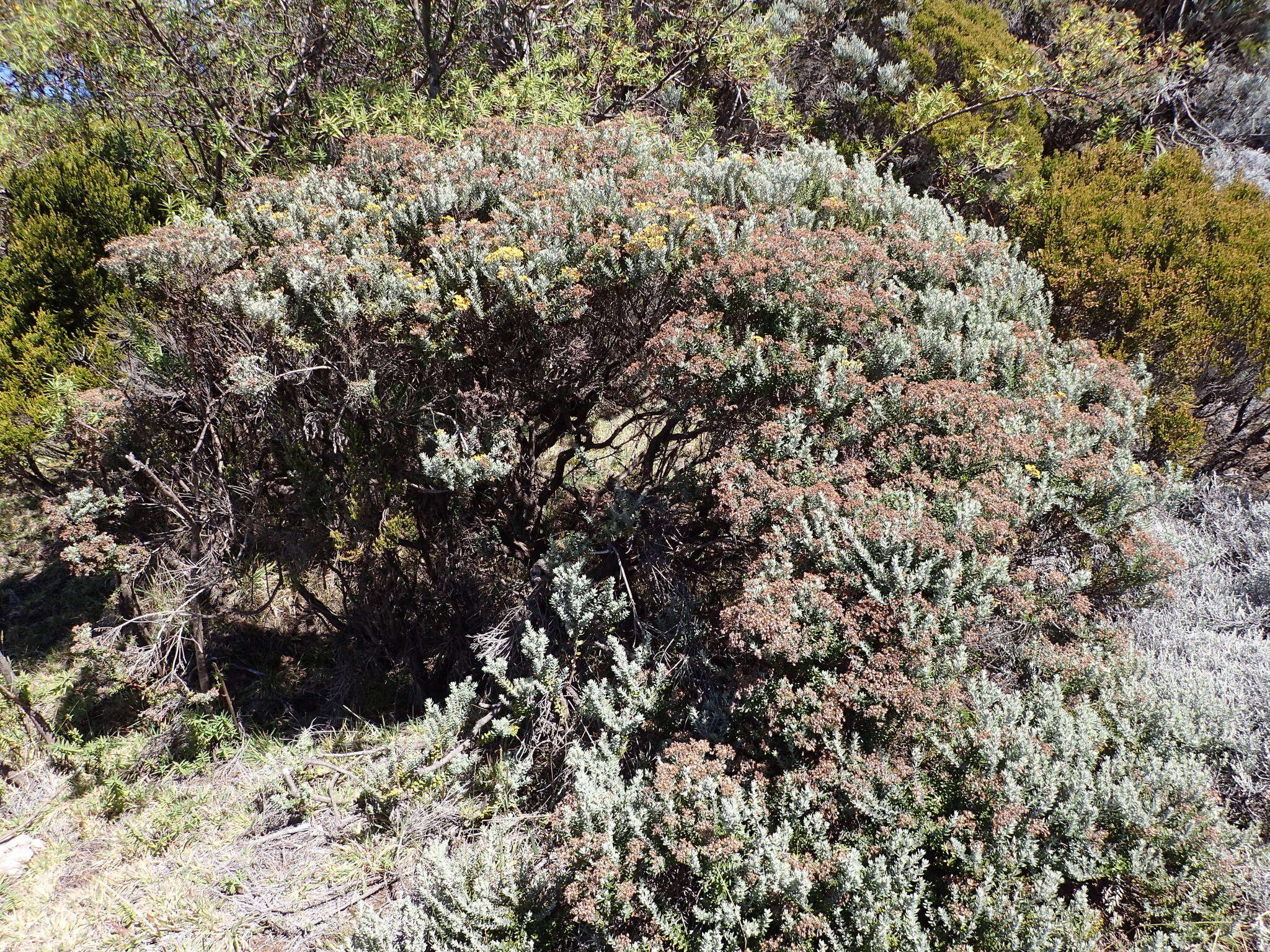 Image of Hubertia tomentosa Bory