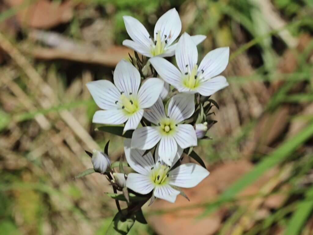 Image of Gentianella cunninghamii (L. G. Adams) Glenny