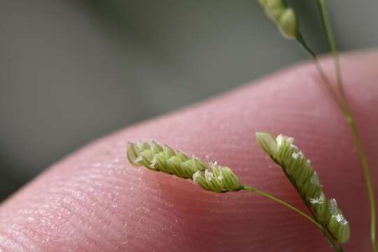 Image of bunch cutgrass