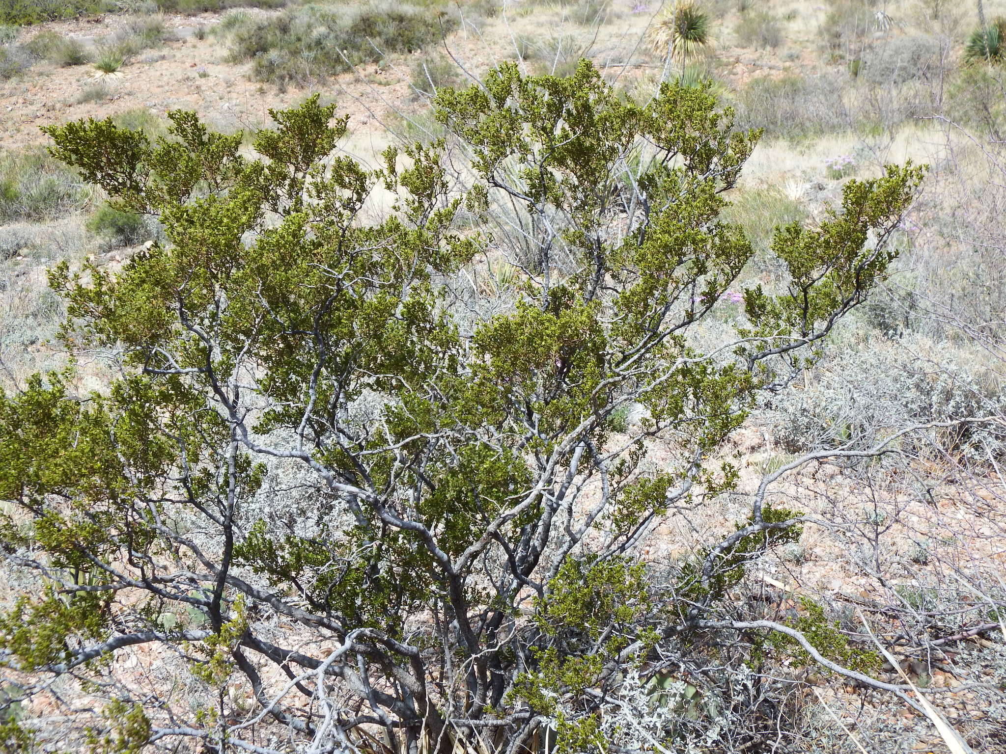 Image de Larrea tridentata (Sesse & Moc. ex DC.) Coult.