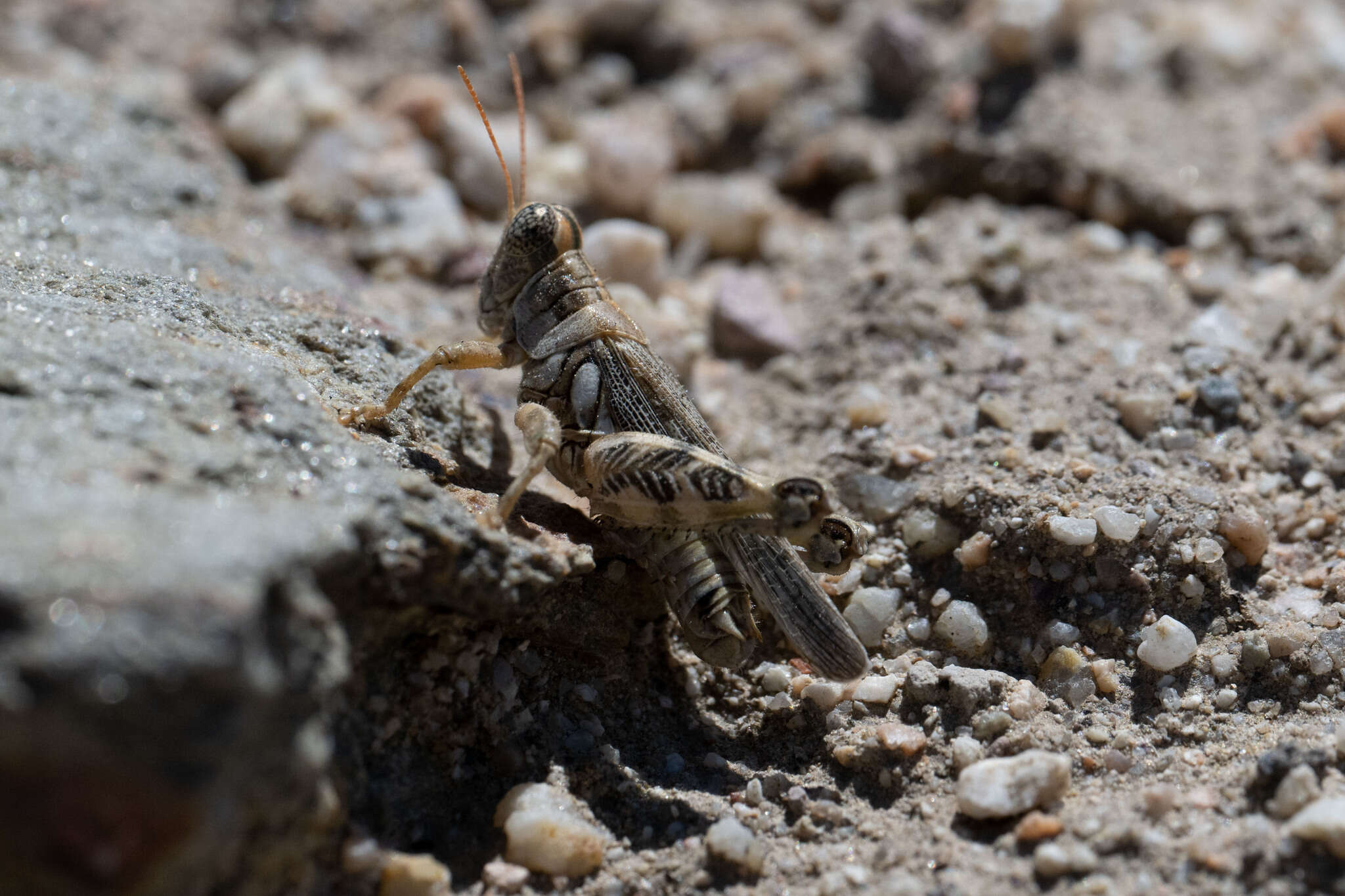 Слика од Aeoloplides tenuipennis (Scudder & S. H. 1897)