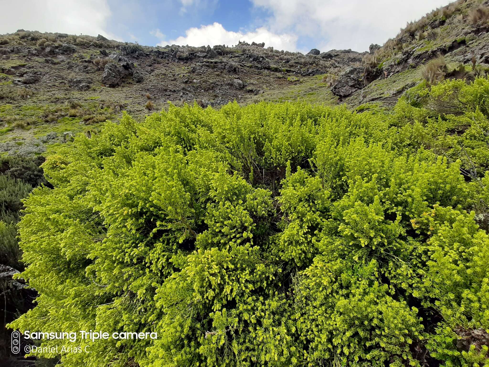 Imagem de Monticalia arbutifolia (Kunth) C. Jeffrey