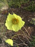 Image of Icelandic poppy