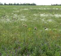 Sivun Stipa rubens P. A. Smirn. kuva