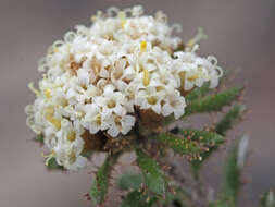 Image of Elytropappus hispidus (L. fil.) Druce