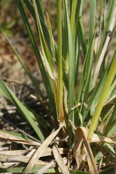 صورة Helictochloa compressa (Heuff.) Romero Zarco