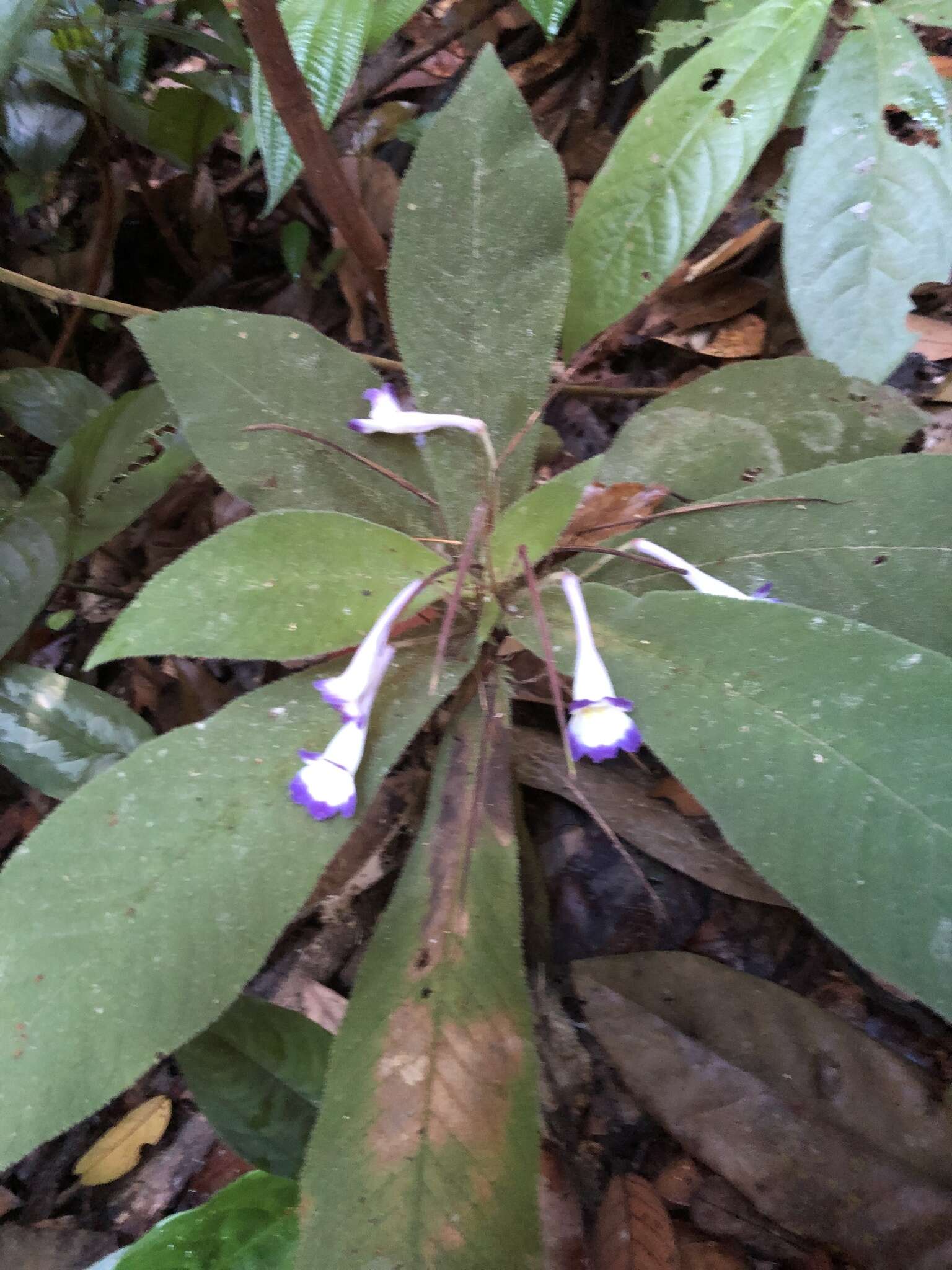 Image of Codonoboea quinquevulnera