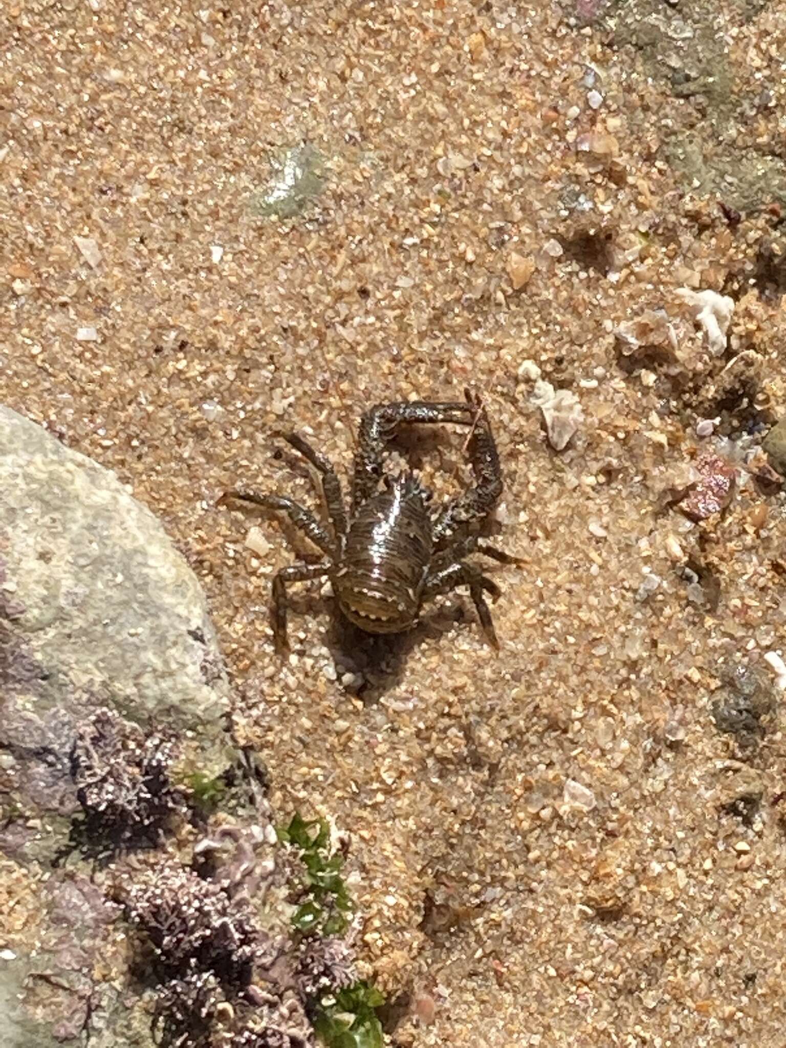 Image of Leach's squat lobster