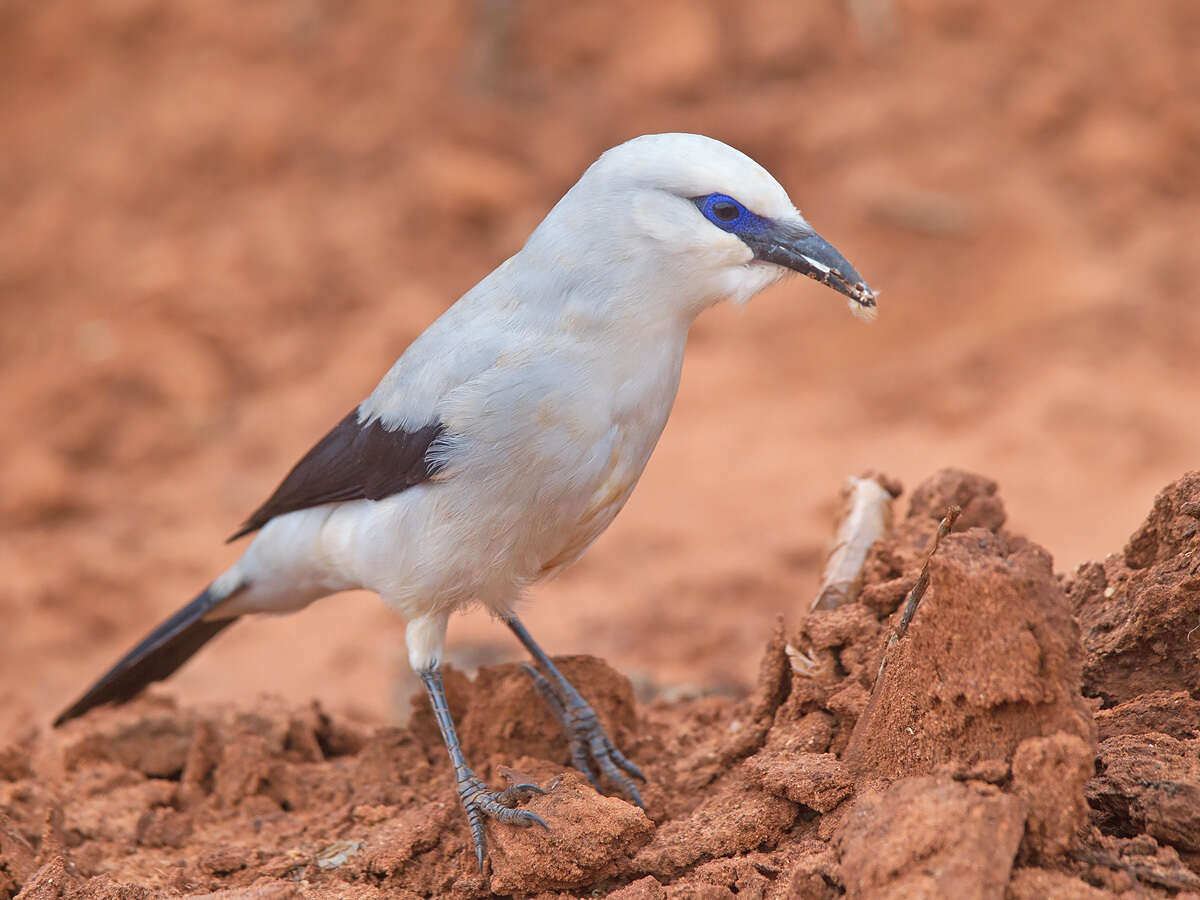 Imagem de Zavattariornis Moltoni 1938