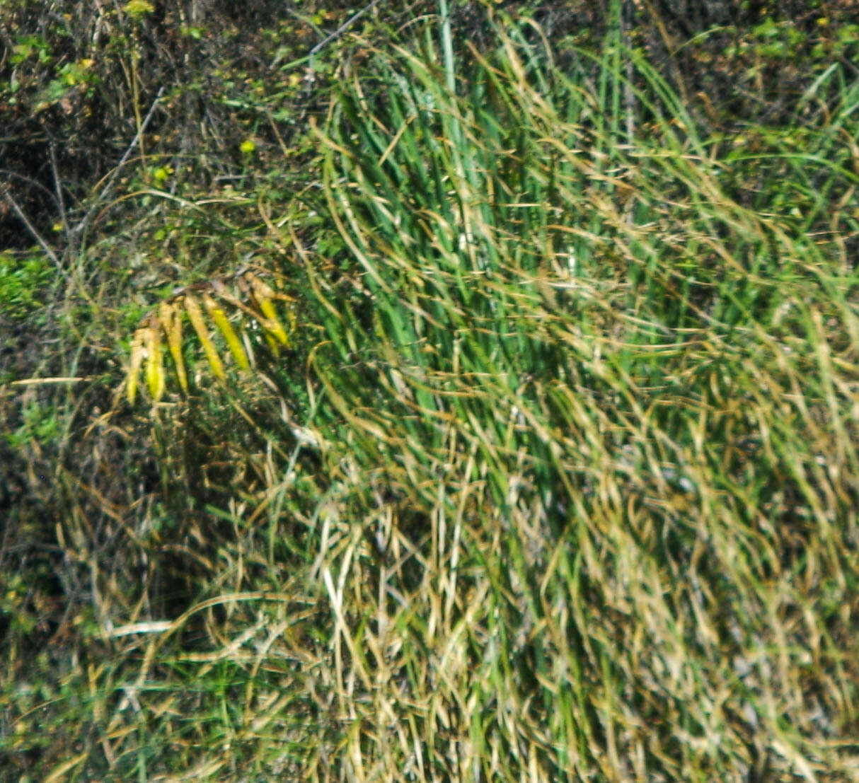 Image of Tillandsia lajensis André