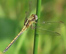 Image of Dark-shouldered Skimmer