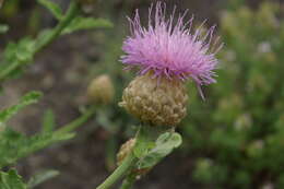 Image de Rhaponticum pulchrum Fisch. & C. A. Mey.