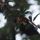 Image of Berberis wallichiana DC.