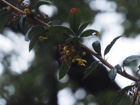 Image of Berberis wallichiana DC.