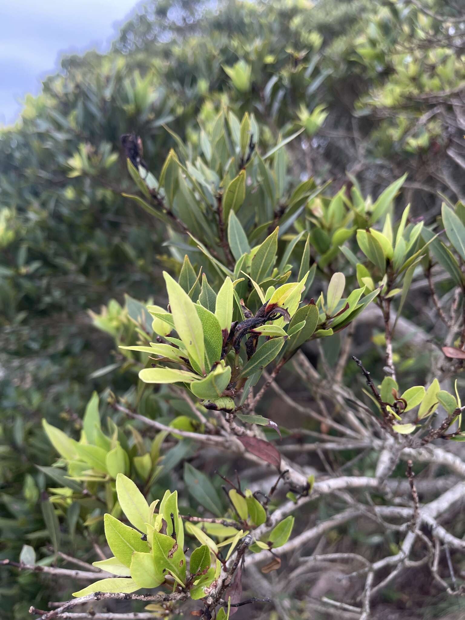 Image of Syzygium legatii Burtt Davy & Greenway