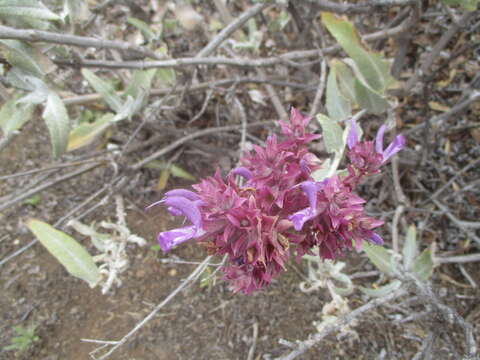 Image de Salvia canariensis L.