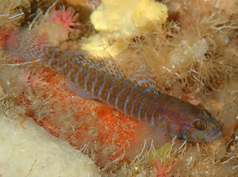 Слика од Corcyrogobius