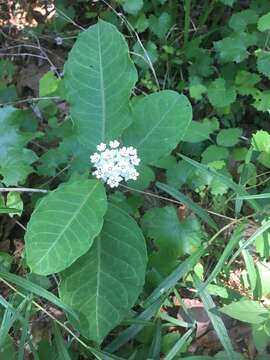 Image of redring milkweed