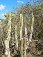 Plancia ëd Pilosocereus polygonus (Lam.) Byles & G. D. Rowley