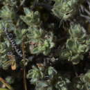 Image of Pimelea mesoa subsp. mesoa