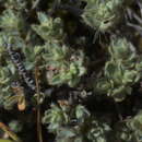 صورة Pimelea mesoa subsp. mesoa