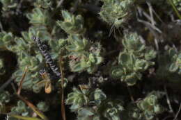 Image of Pimelea mesoa subsp. mesoa