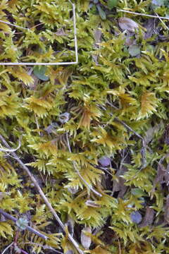 Image of entodon moss