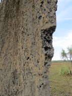 Image of Magnetic termite