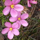 Chironia serpyllifolia Lehm. resmi