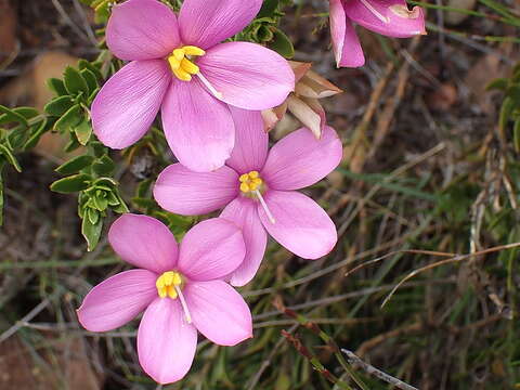 Chironia serpyllifolia Lehm. resmi