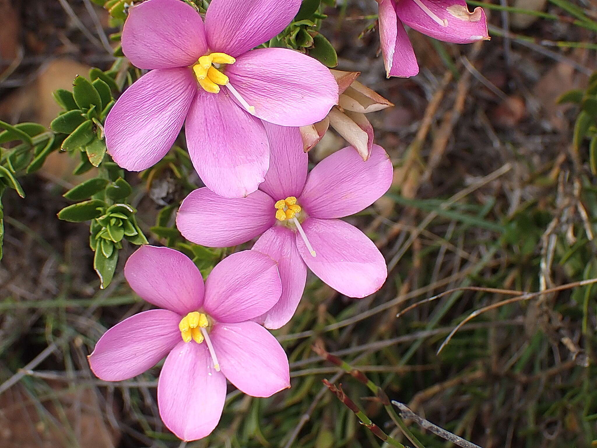 Image of Chironia serpyllifolia Lehm.