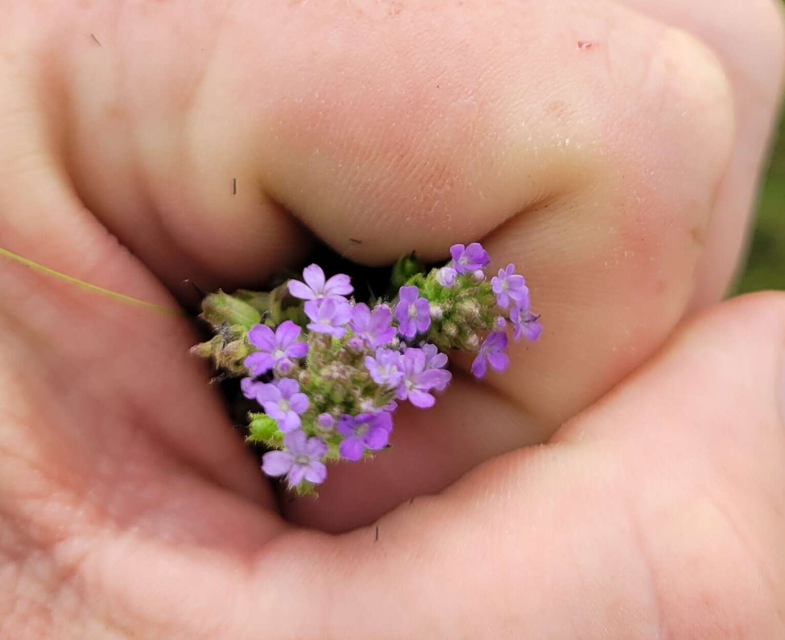 Image of Buchnera reducta Hiern