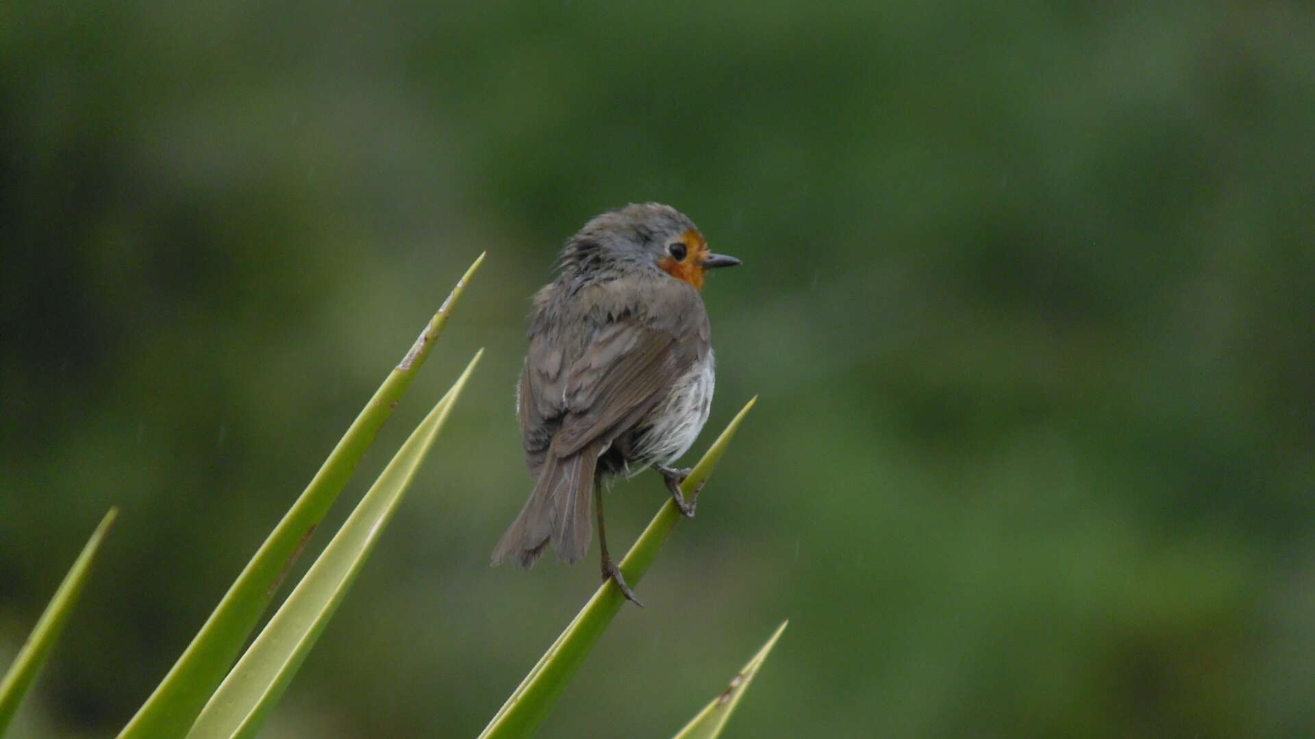 Imagem de Erithacus rubecula superbus Koenig & AF 1889