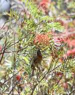 Image of Dusky Honeyeater