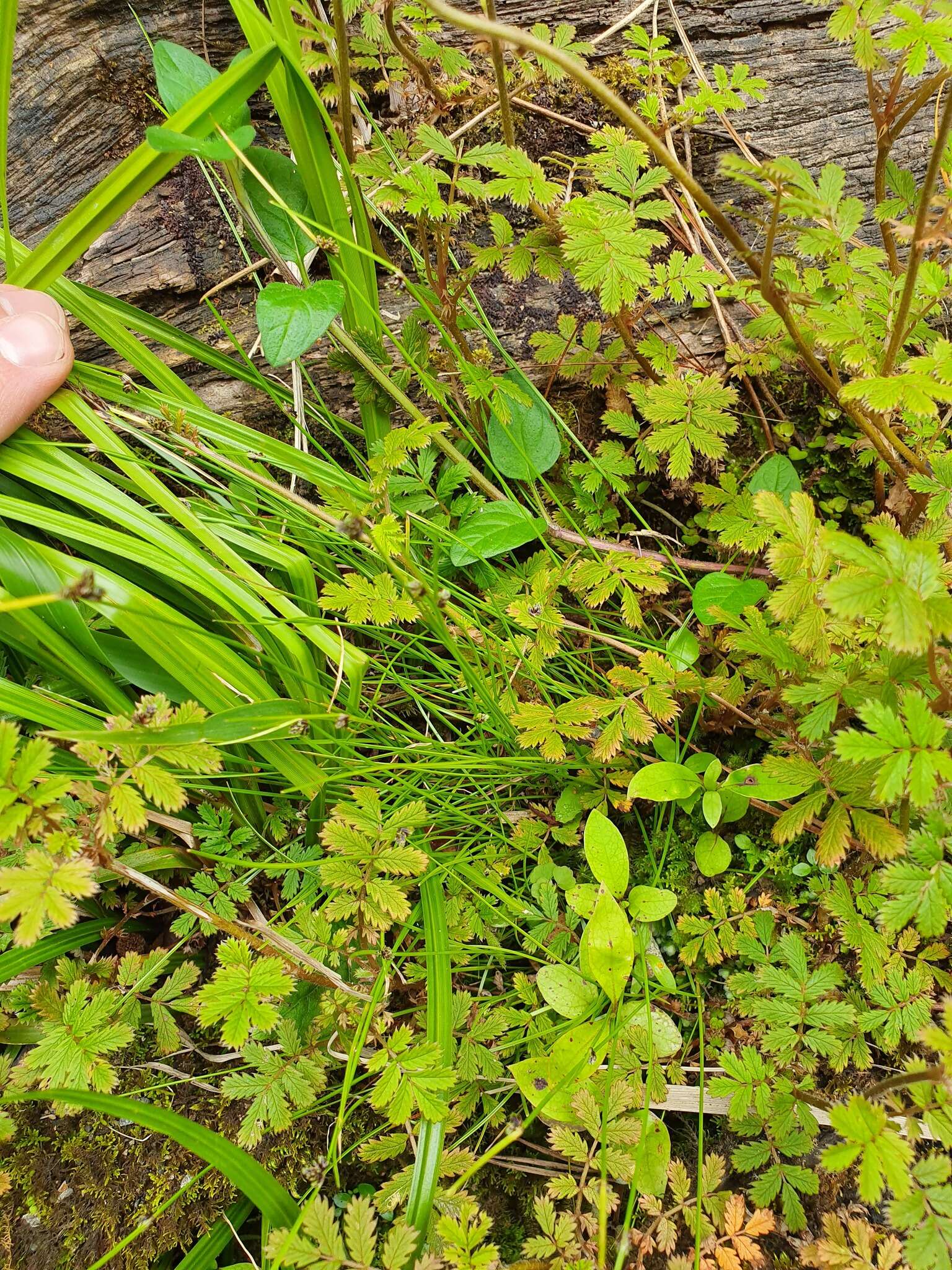 Image of Isolepis reticularis Colenso