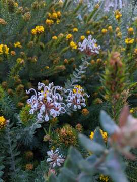 Image of Grevillea buxifolia subsp. buxifolia