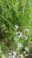 Image de Eryngium hookeri Walp.