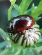 Image of Chrysolina (Chalcoidea) marginata (Linnaeus 1758)