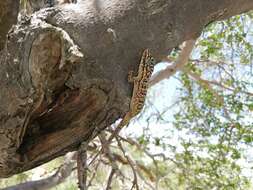 Imagem de Phyllodactylus ventralis