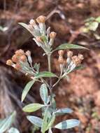 Image of Ageratina glabrata (Kunth) R. King & H. Rob.