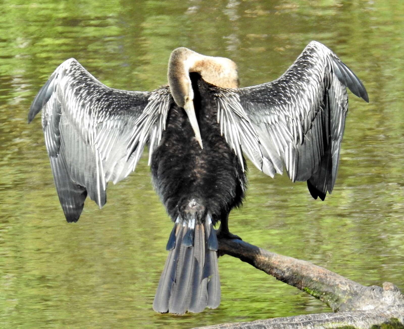 Image of Anhinga rufa rufa (Daudin 1802)