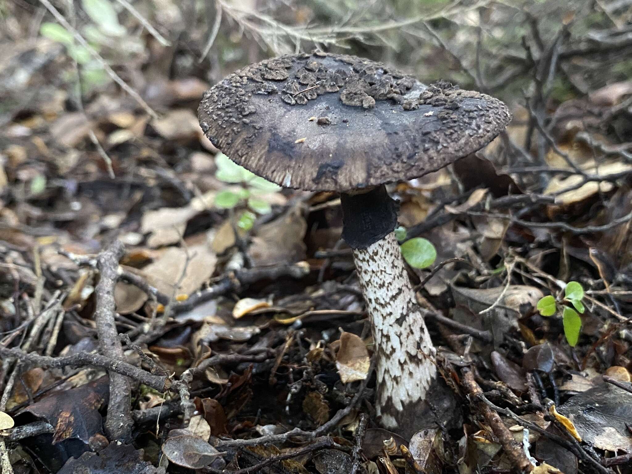 Image of Amanita nigrescens G. Stev. 1962