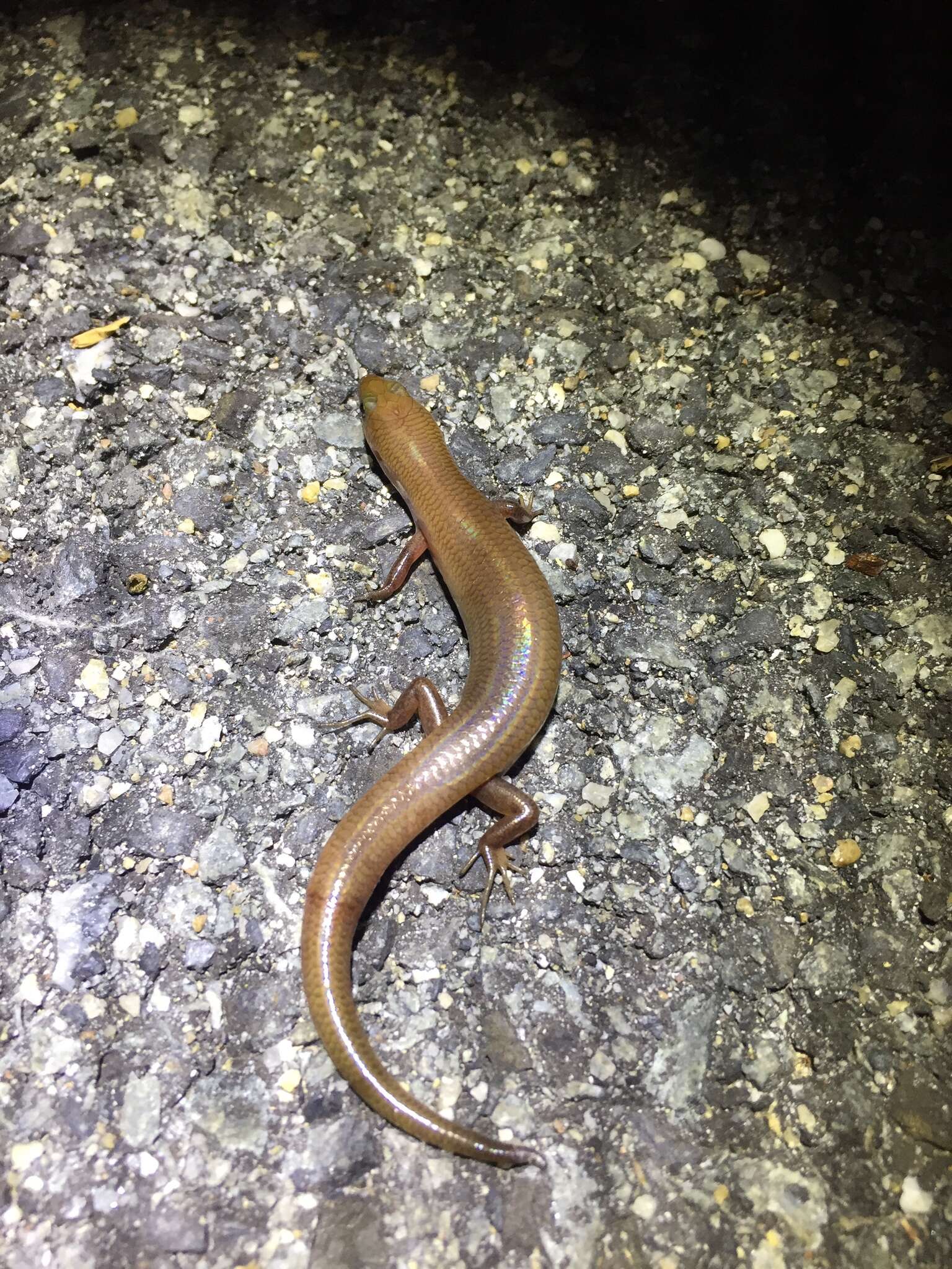 Image of Black-tailed Bar-lipped Skink