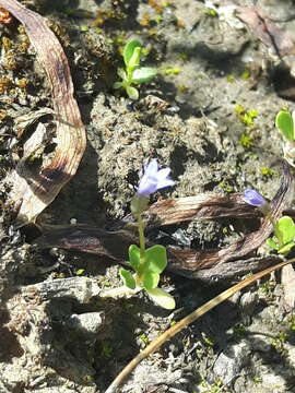 Image of Solenopsis laurentia (L.) C. Presl