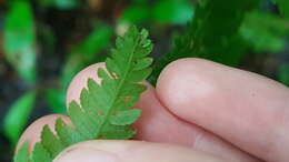 Cyathea microdonta (Desv.) Domin的圖片