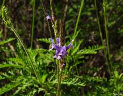 Image of Lavandula canariensis subsp. canariae Upson & S. Andrews